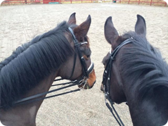 Photo: Å deras hästar likaså......men med viss assistans ;-)